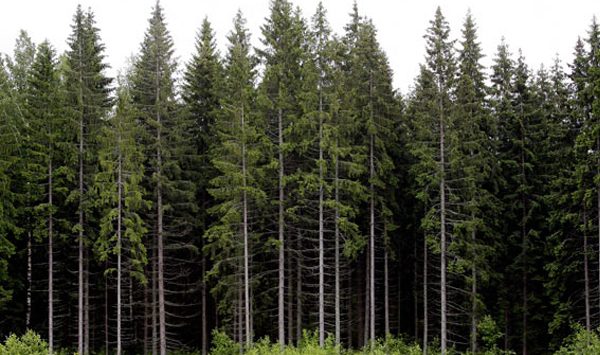 The Global Forest Industry in the 1Q/2015