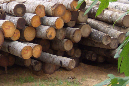 Forest industry urges speedy ratification of trans pacific partnership