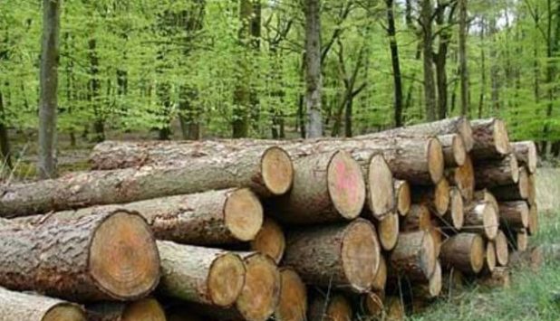 ICFPA highlights the sustainability of the forest products industry