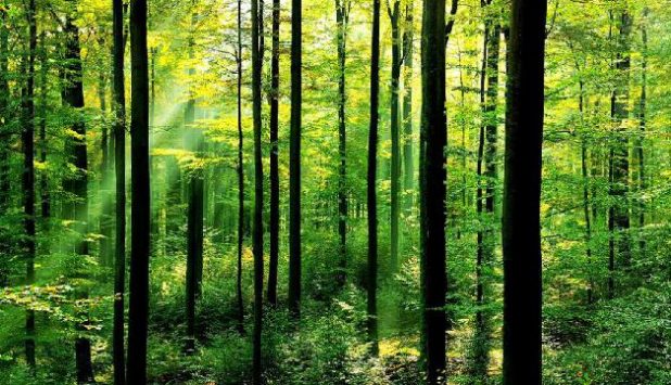 U.S. paper and wood products manufacturers show sustainability progress