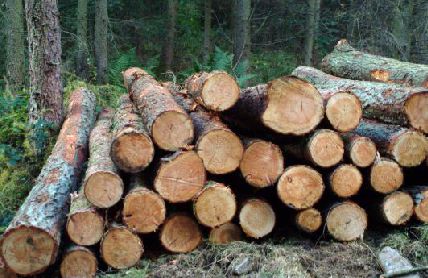 Global Timber and Wood Products market