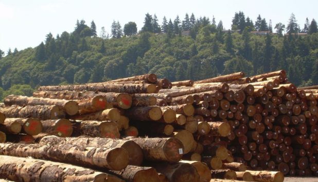 Global Timber and Wood Products market