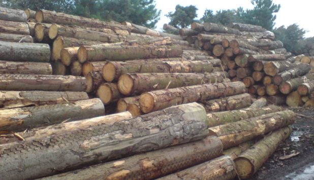 Metsä Group’s sawmills in Finland to be integrated into Metsä Fibre