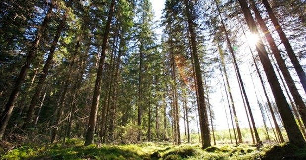 Sofidel receives the WWF Environmental Paper Award