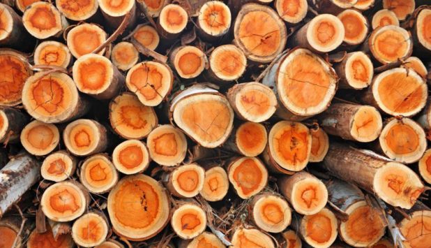 Borregaard receives NOK 13.9 million for two projects on utilisation of lignin from wood