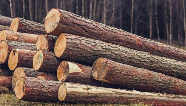 Feds launch softwood lumber task force