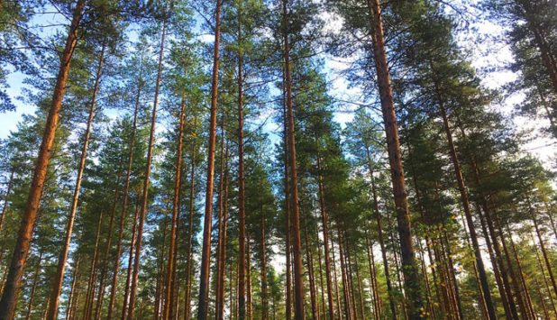 Management appointments at KaiCell Fibers