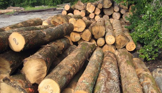 European sawlog prices continued their downward trend in late 2016