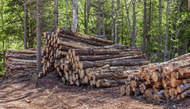 Schweighofer Group enhances protection of primary and old growth forests in Romania