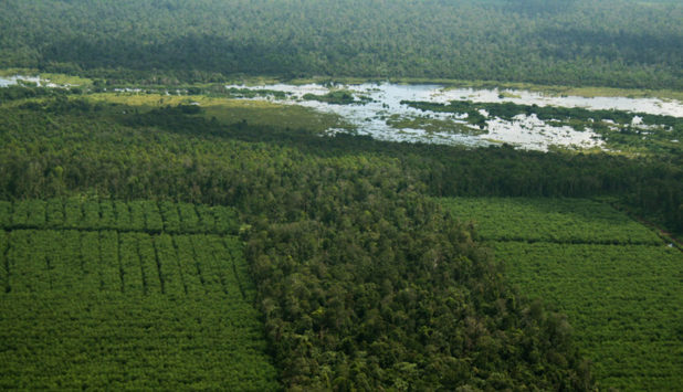 Responsible sourcing of forest products beneficial for businesses, new WWF report shows
