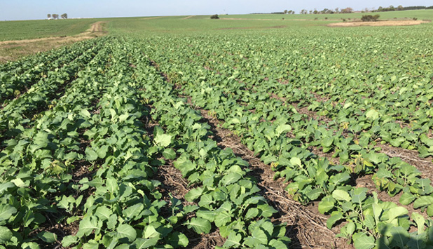 UPM tests Carinata sequential cropping concept as part of Biofuels future development