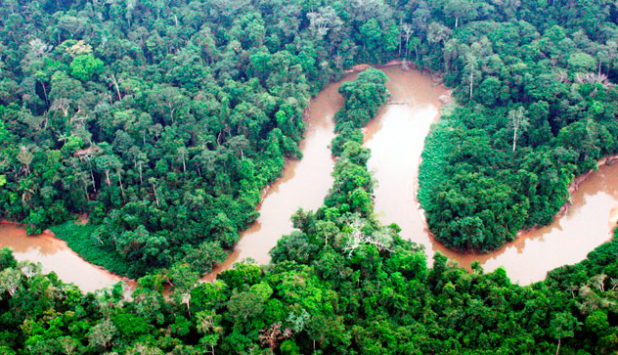 Brazil: trade balance for the forest sector has 4.9% surplus