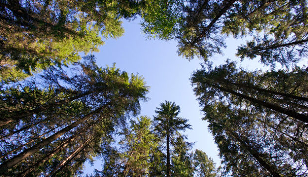 Silvestica Green Forest Finland acquires 6,877 ha forestry land from UPM