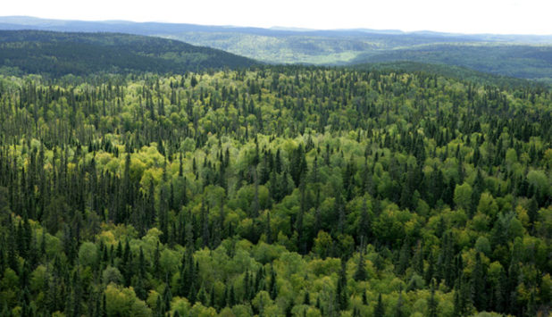 Comprehensive approach for advancing Canada’s Forest Bioeconomy