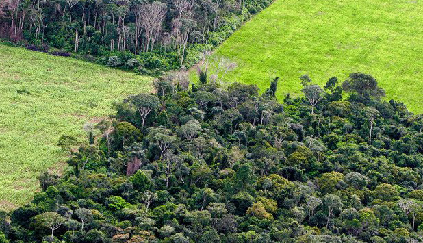 Ahlstrom-Munksjö acquires land in Brazil