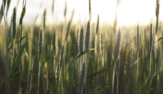 Spain’s Ence generates 1st MW at new biomass plant in Andalusia