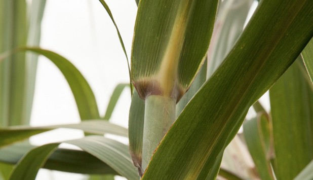 Germany writes on environmentally-friendly Colombian Paper