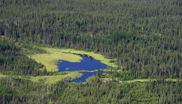 New agreement further erodes the working forest