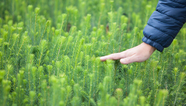 Stora Enso’s Sustainability Report rated among top ten globally