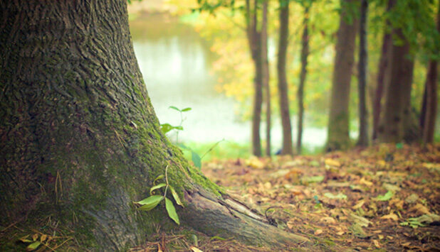 BillerudKorsnäs recognized for leadership in climate action