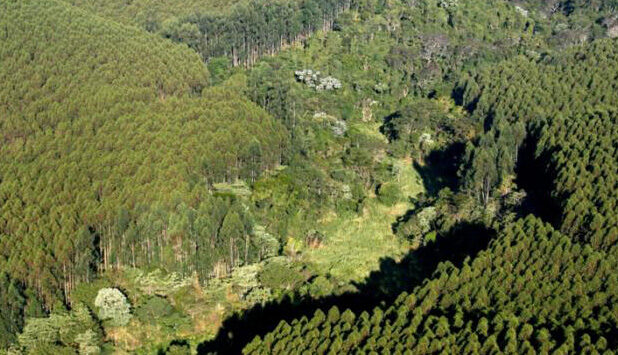 Suzano sets out a new, ambitious long-term biodiversity conservation target