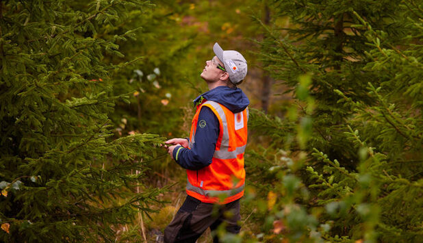 Stora Enso joins WWF’s Forests Forward impact platform