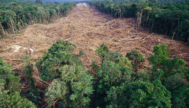 Cepi views on the proposal for a regulation on deforestation and forest degradation
