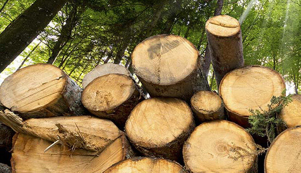 Slovakian forest certification system submitted to PEFC for assessment