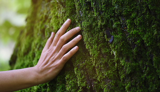 Lecta, committed to purchasing certified and controlled pulp and fiber