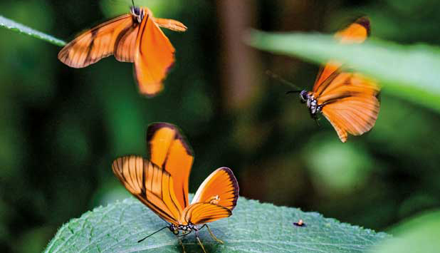 Smurfit Kappa one of the first Adopters of the TNFD