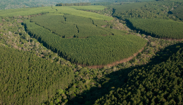 Klabin earns PEFC forest management certification in Santa Catarina, Brazil