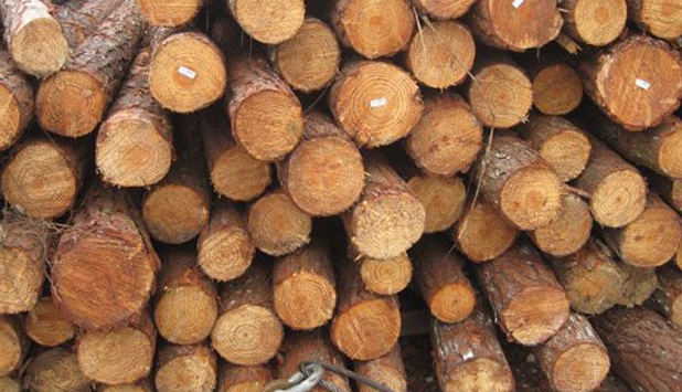 SFPA receives $1.24 million in RAPP funding