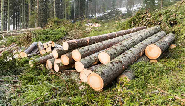 AF&PA Commends EU Decision to Extend Deforestation Regulation Deadline to December 2025