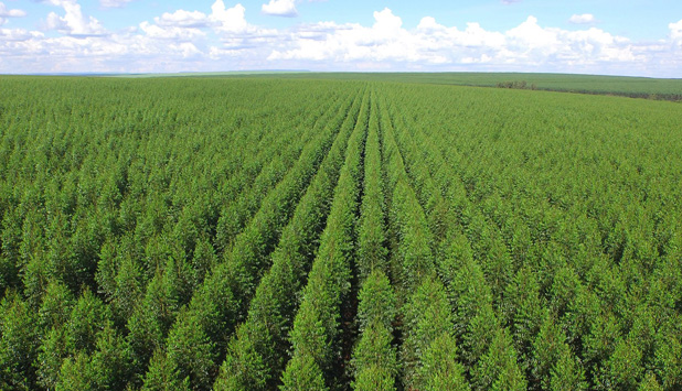 National Forest Products Week highlights industry’s commitment to sustainability and innovation
