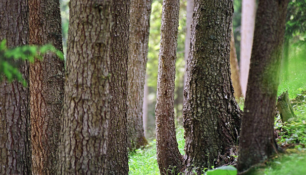 EcoVadis gold rating highlights Billerud’s commitment to sustainability