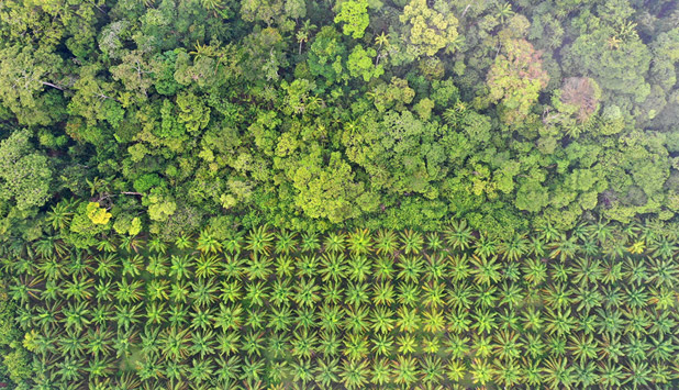 Deforestation law: agreement with Council gives companies extra year to comply