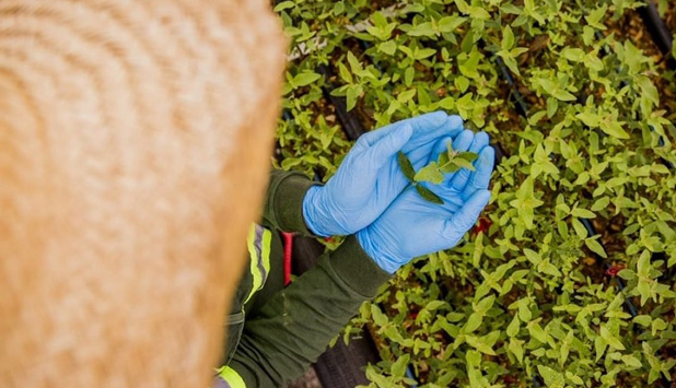 Klabin conducts a carbon footprint study for PineFluff® pulp