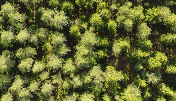 Södra planning to divest forest holding in the Baltics