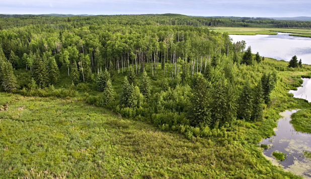 Canada’s Forest Trust Corporation partners with Forests Canada to plant 250,000 trees