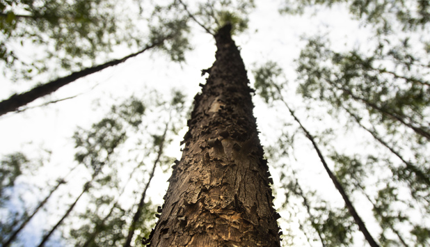 Suzano signs long-term deal with Marvin