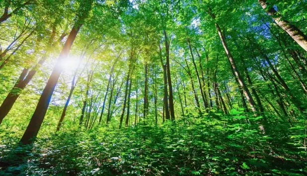 Lecta aligns with the EU Deforestation Regulation (EUDR) and prepares for full implementation