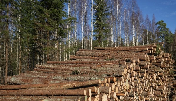 Second delay for EU deforestation law as Commission cites IT system failure