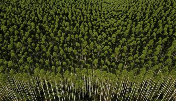 Ibá releases report highlighting nature-based sector’s role in climate change mitigation