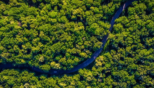 Forestry sector report identifies seven key ecosystem services