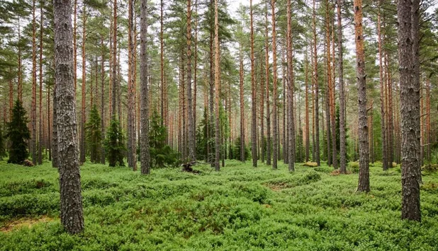 Proposed Board members announced for Stora Enso’s planned forest company demerger