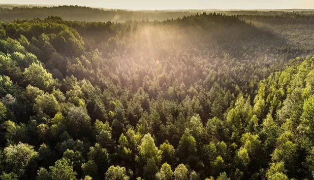 Stora Enso announces executive team for future forest asset company