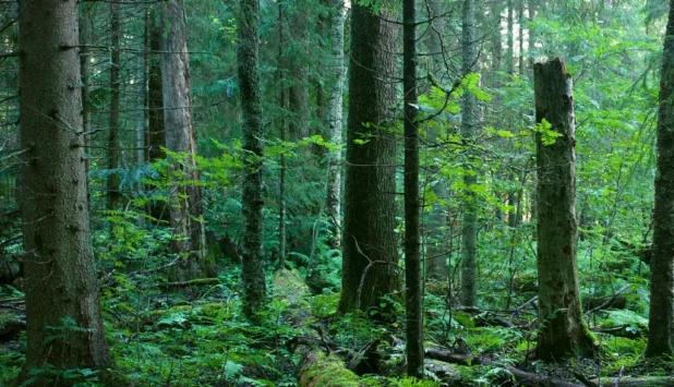 Metsä Conservation Foundation receives over 1,000 hectares of forest conservation proposals
